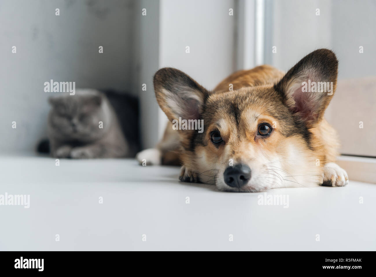adorable scottish fold cat and corgi dog lying on windowsill together Stock Photo