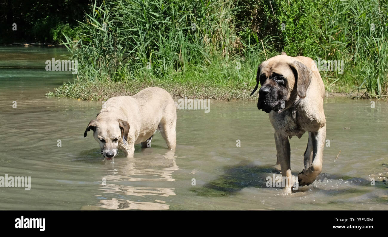 two ponds mastiffs
