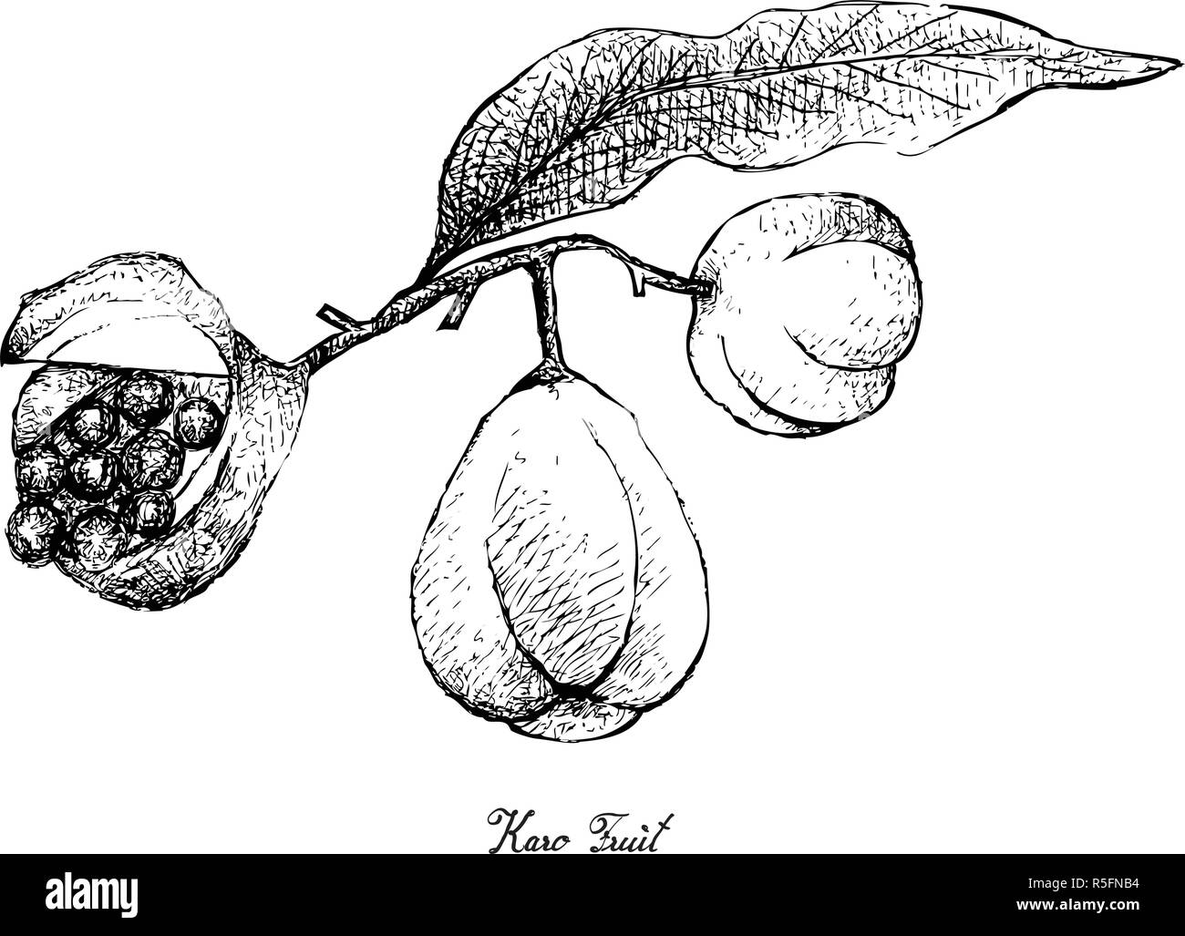 Tropical Fruit, Illustration of Hand Drawn Sketch Pittosporum Crassifolium or Karo Fruits Isolated on White Background. Stock Vector