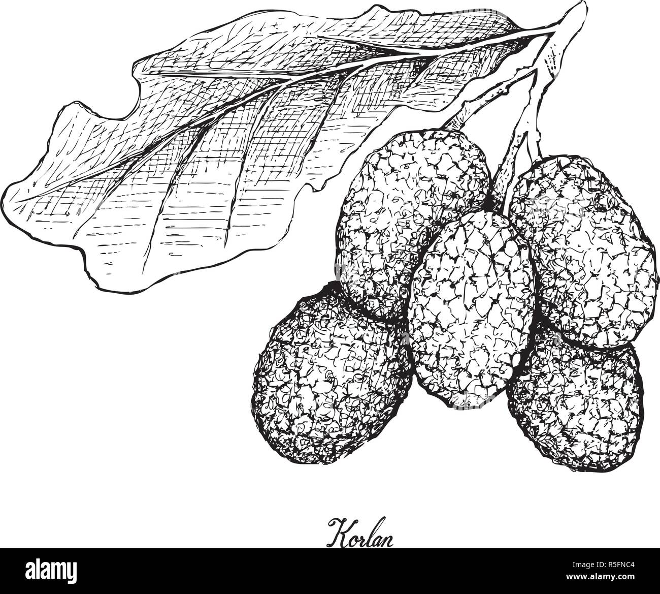 Fresh Fruits, Illustration of Hand Drawn Sketch Fresh Korlan or Nephelium Hypoleucum Fruits Isolated on White Background. Stock Vector