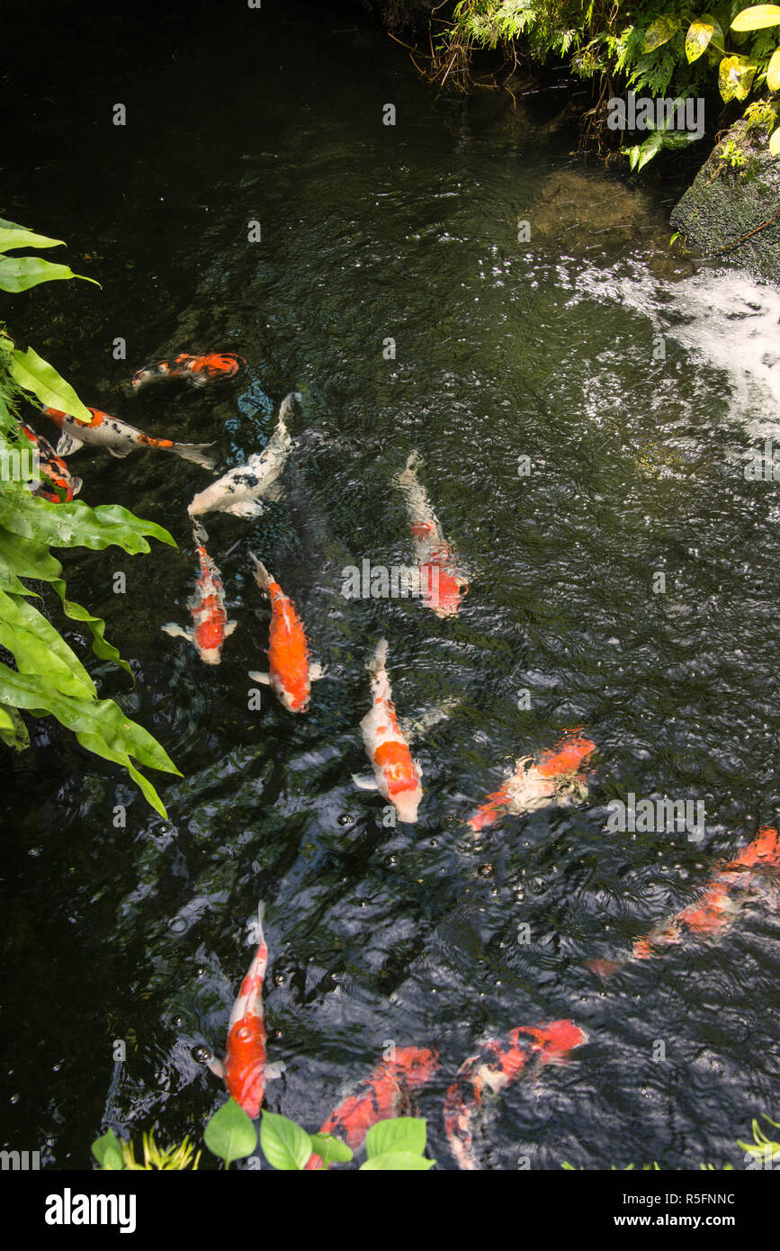Koi fish in a pond Stock Photo - Alamy