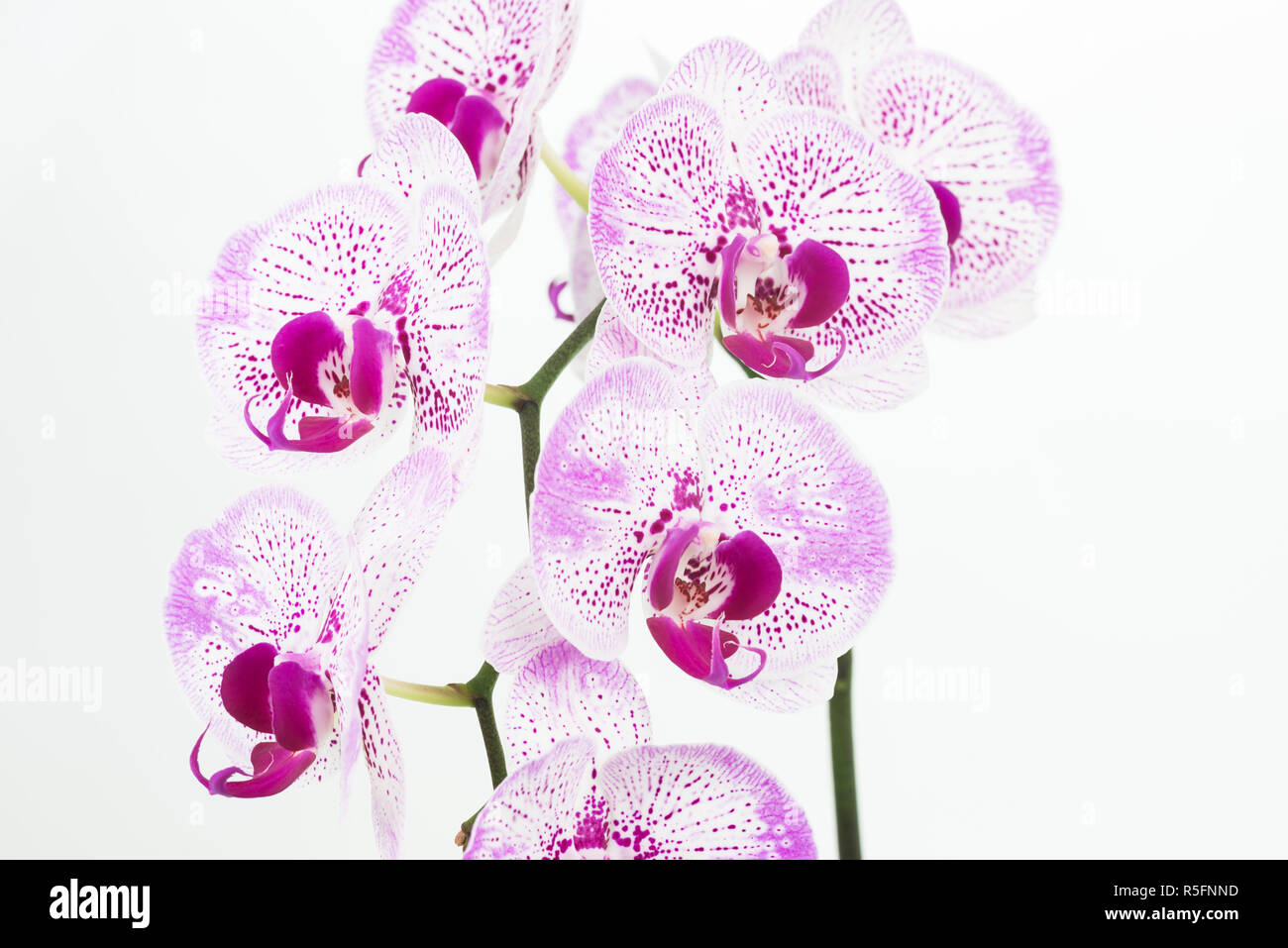 Purple and white Phalaenopsis orchids close up Stock Photo