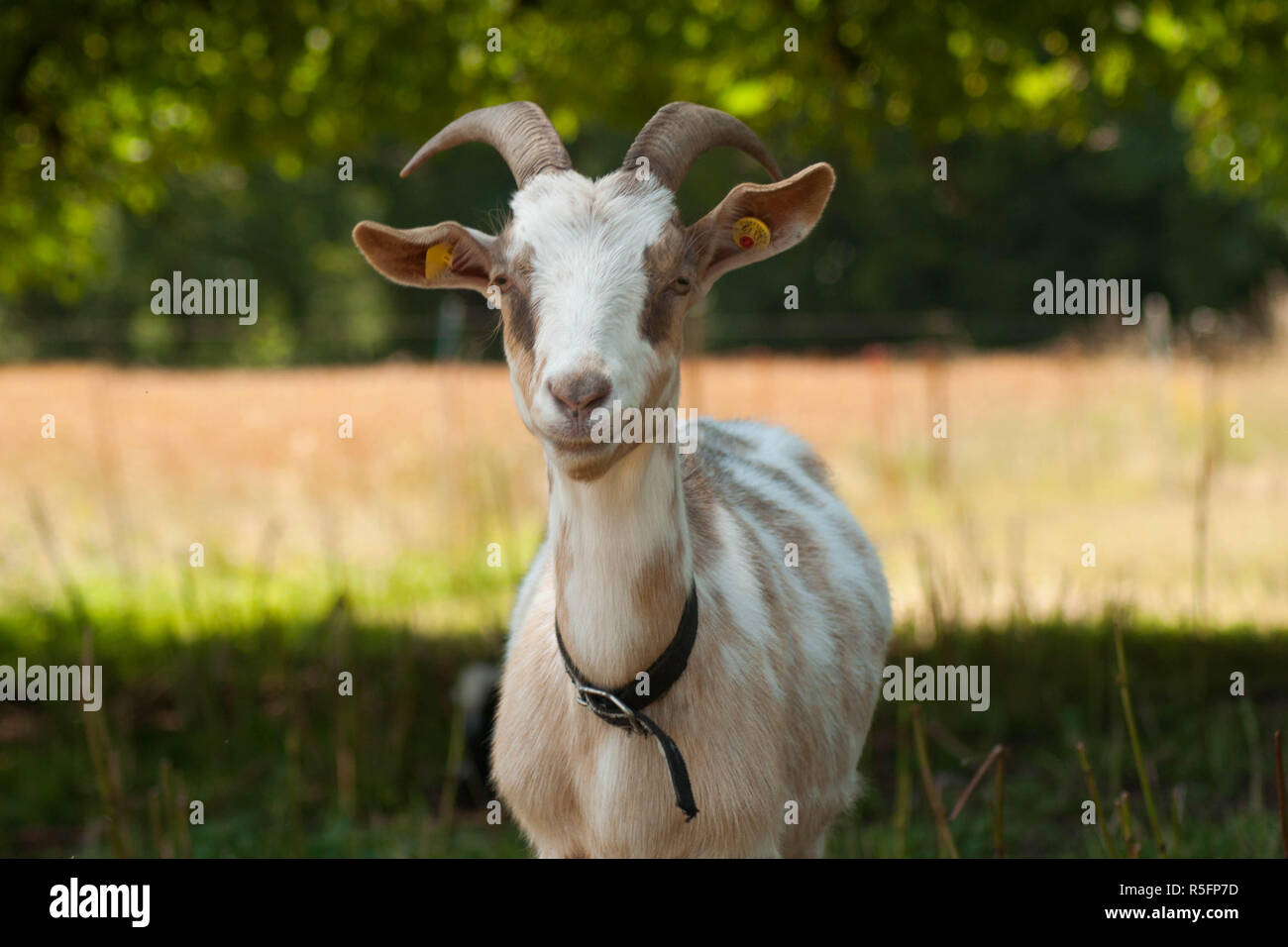 goat with collar Stock Photo Alamy