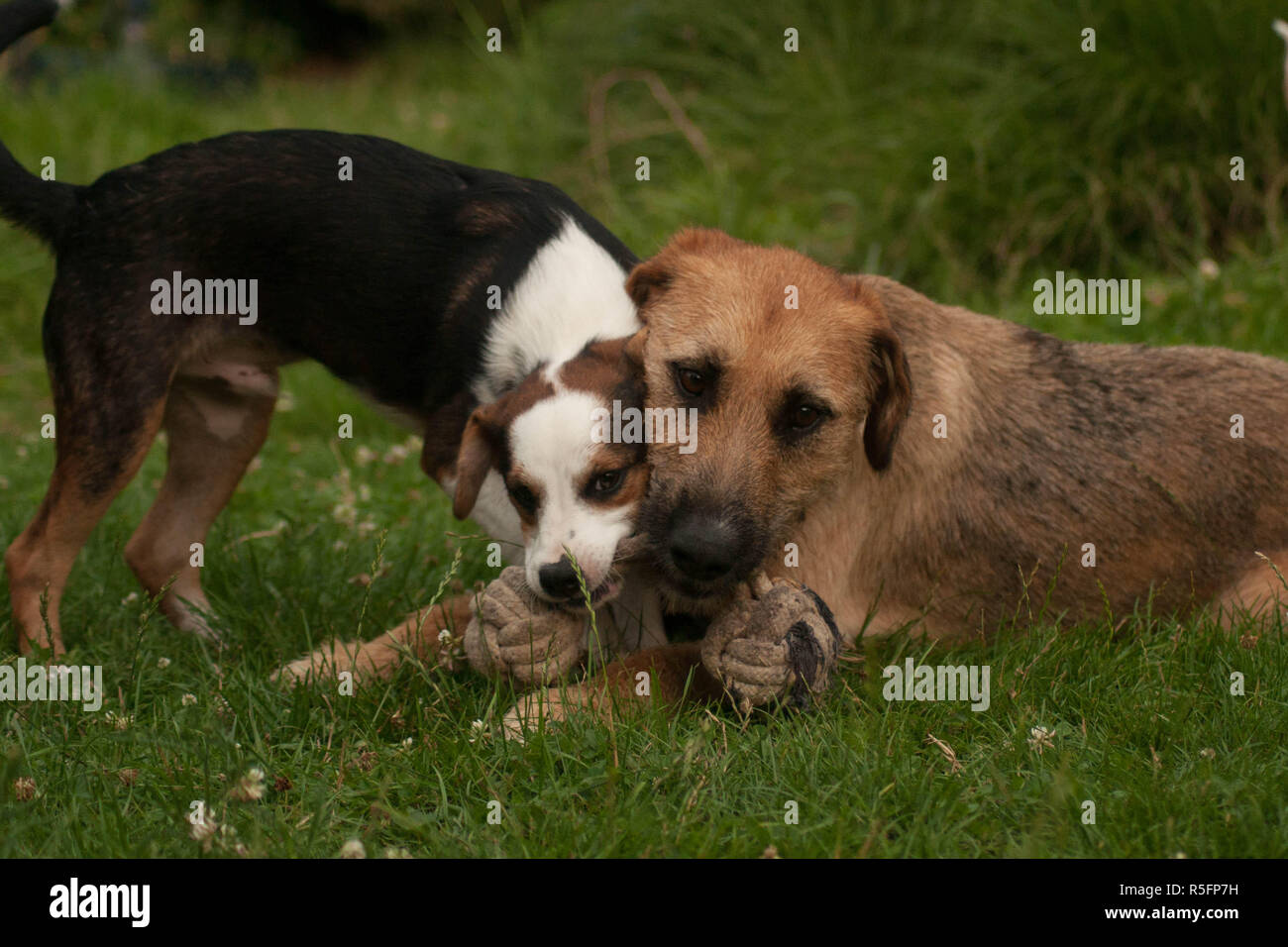 dogs in the game Stock Photo Alamy