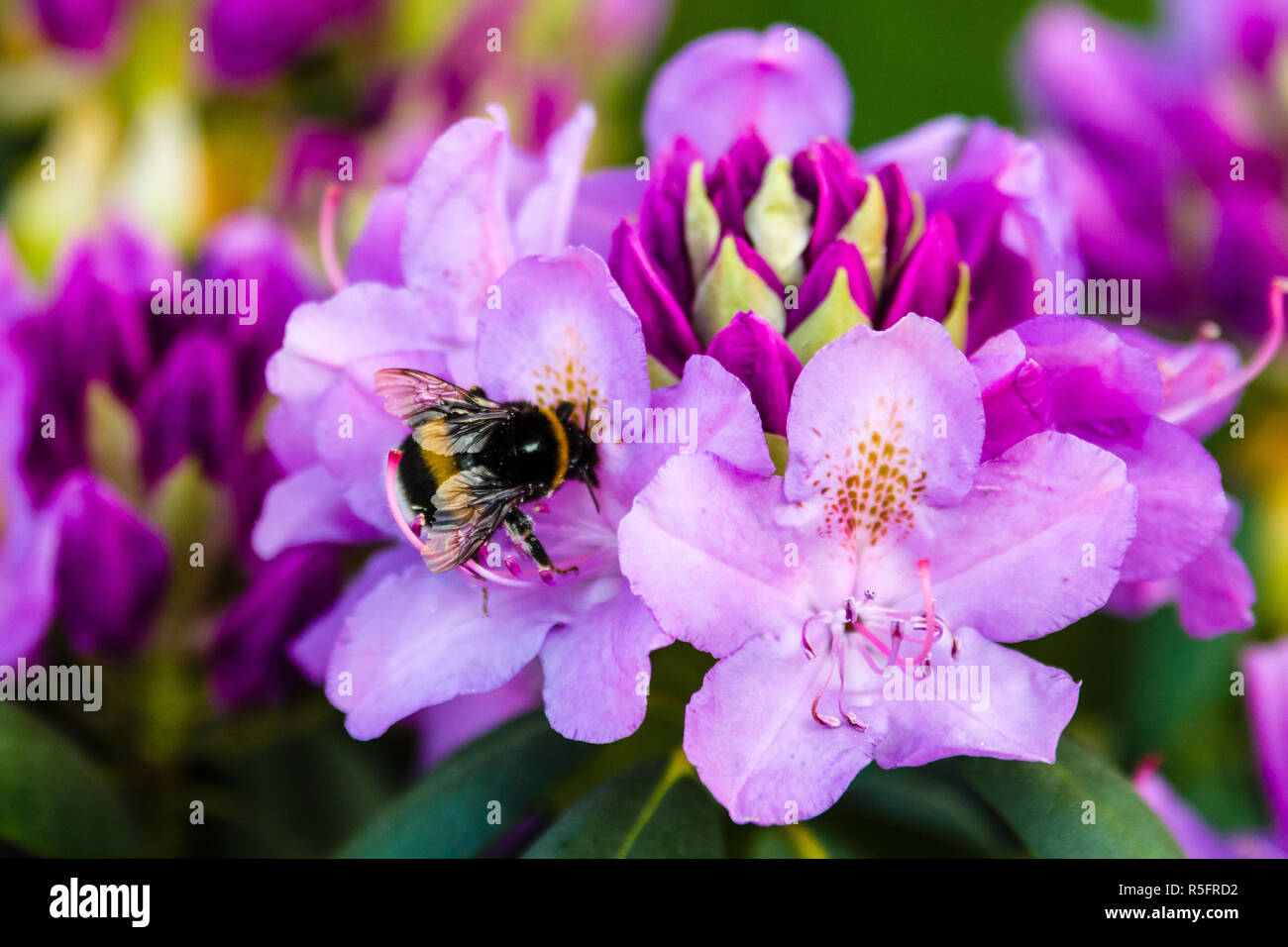 Blooming of Rhododendron. Bumblebee on a flower. Stock Photo