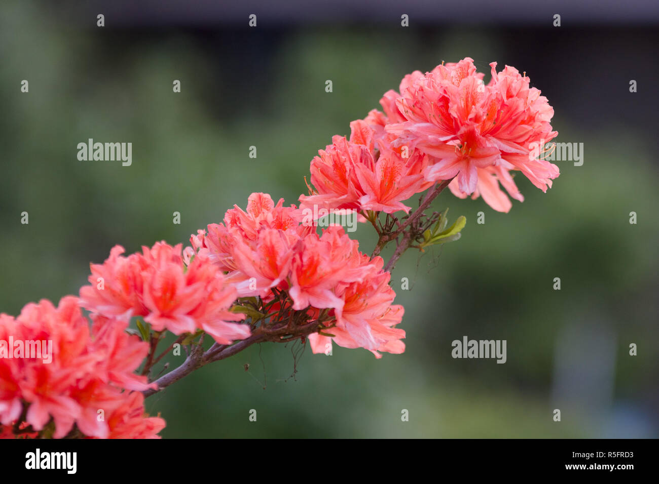 Blooming of Rhododendron. Stock Photo