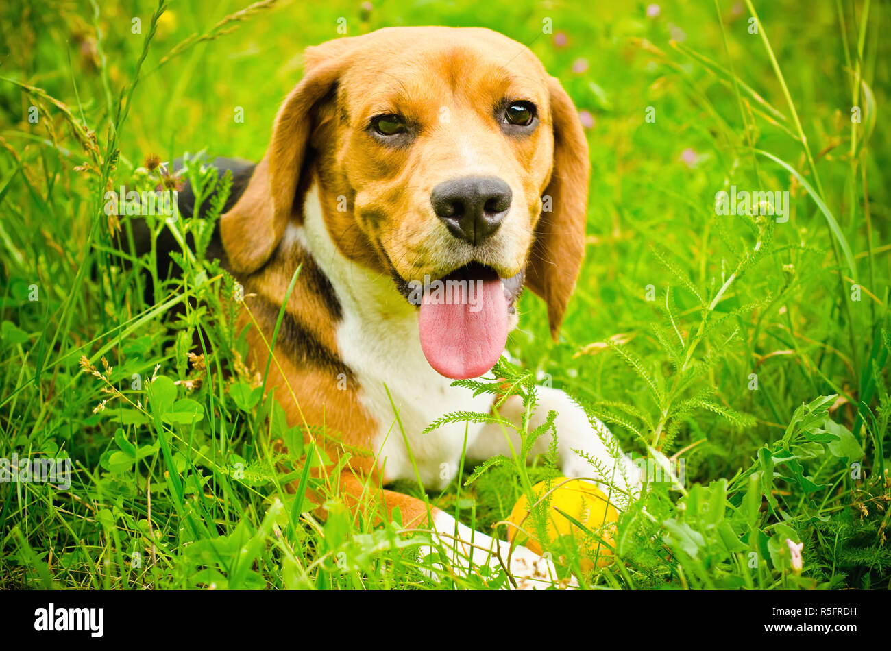 beagle dog on a green grass outdoors Stock Photo - Alamy