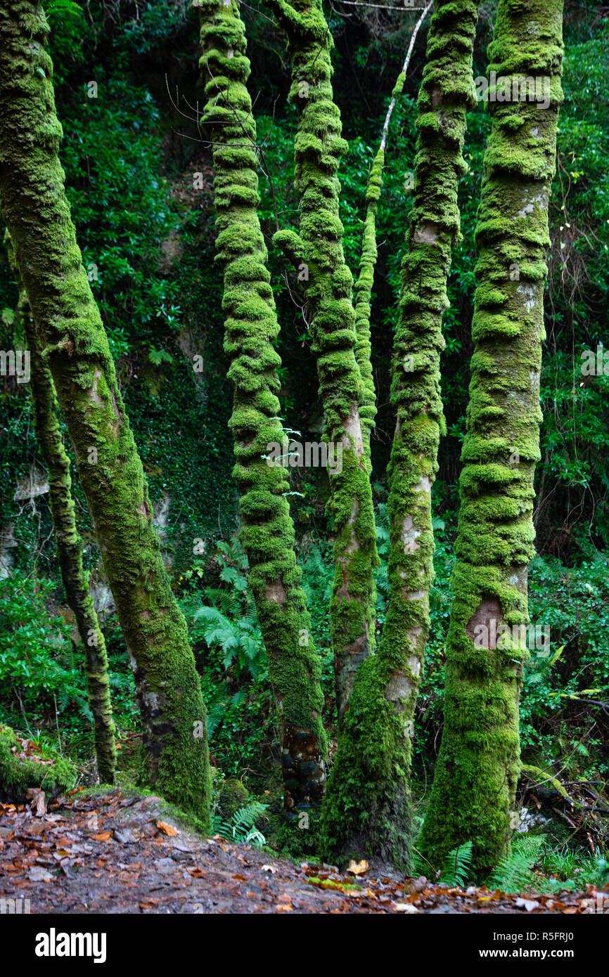 Green moss on tall thin trees at Torc Waterfall, Killarney National Park, County Kerry, Ireland Stock Photo