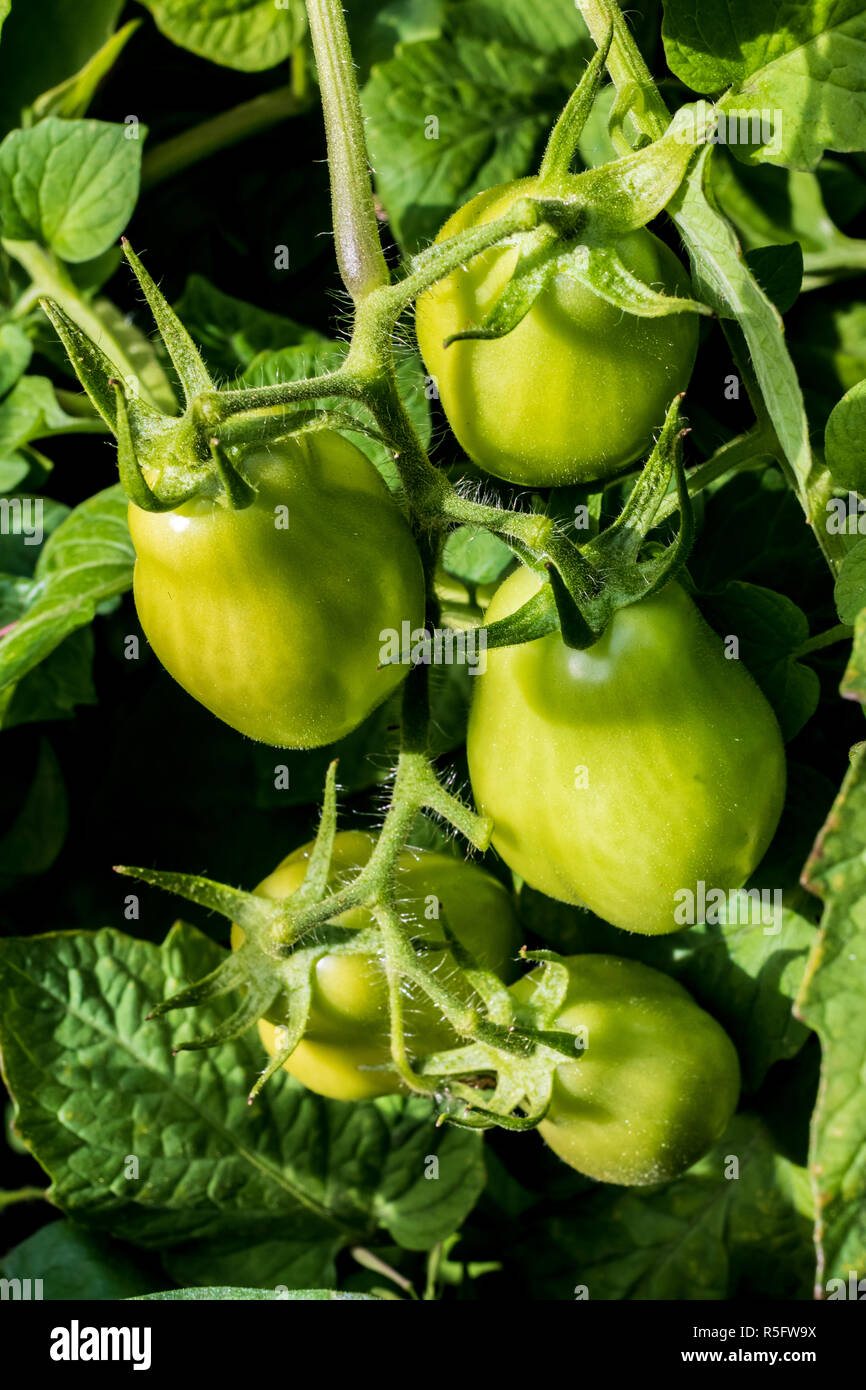 Fresh green tomatoes growing on the vine in the daylight Stock Photo ...