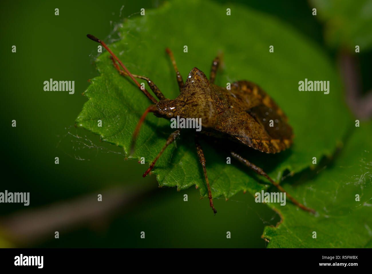 hem bug on a leaf Stock Photo
