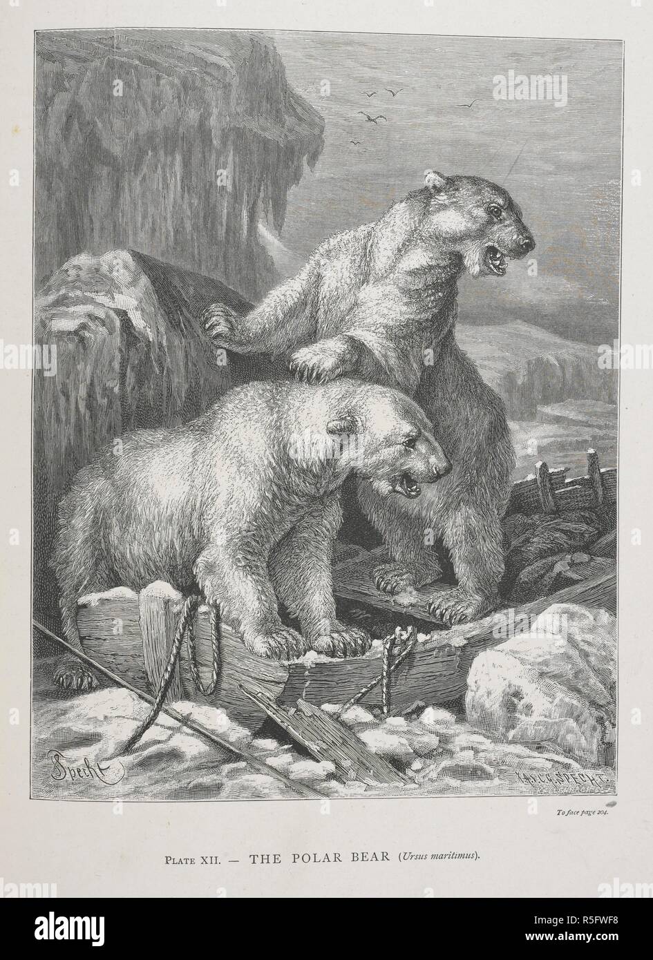 The Polar Bear. The Geographical Distribution of Animals, with a study of the relations of living and extinct faunas as elucidating the past changes of the earth's surface. ... . London, 1876. Source: 07209.dd.1 plate XII. Author: WALLACE, ALFRED RUSSEL. Stock Photo