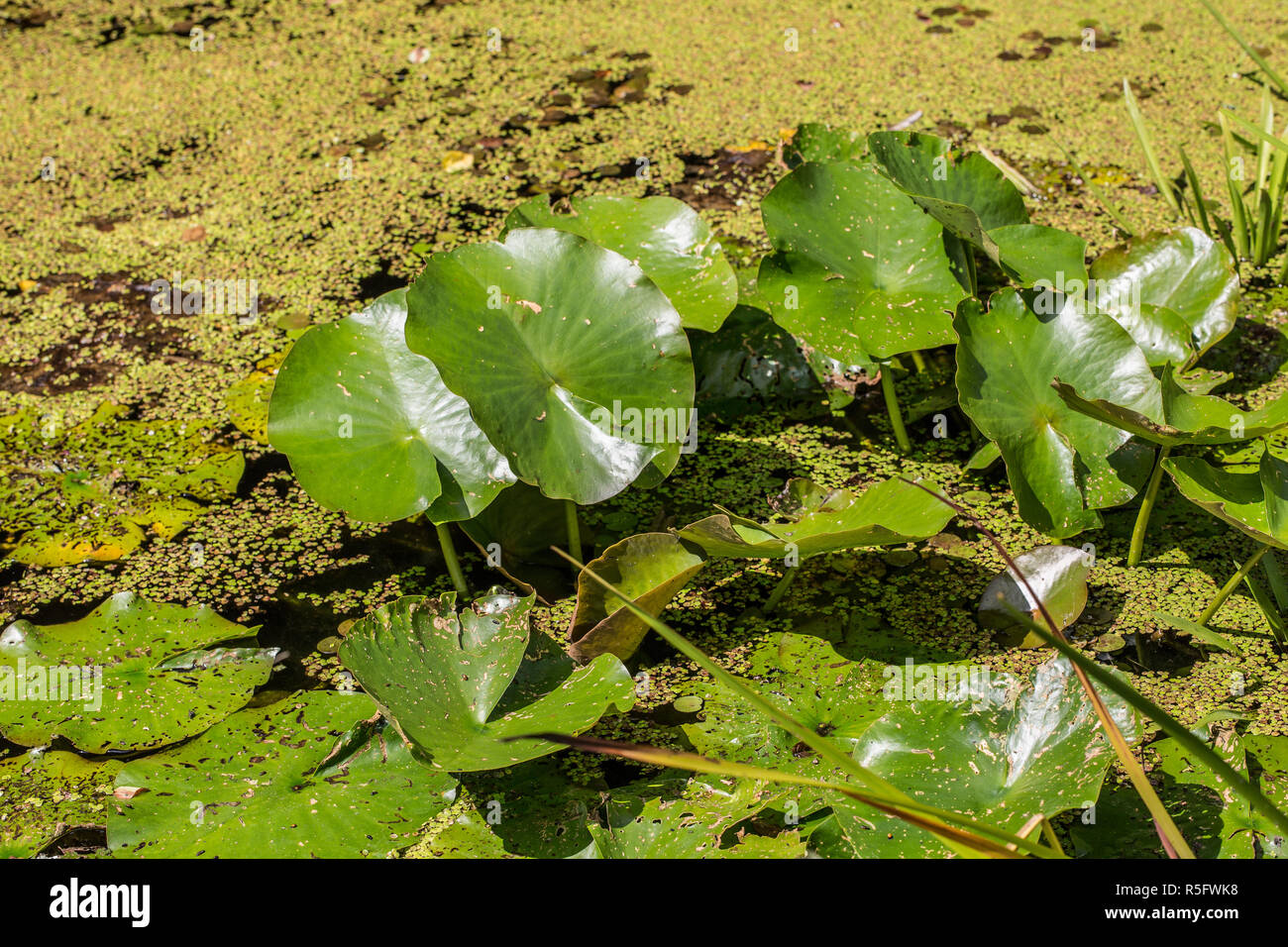 frog spoon of water plants in pond Stock Photo