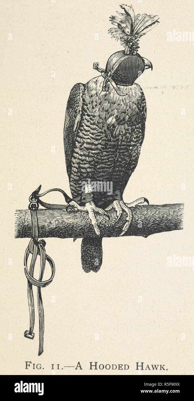 A hooded hawk. Hints on the Management of Hawks. Second edition, to which  is added Practical