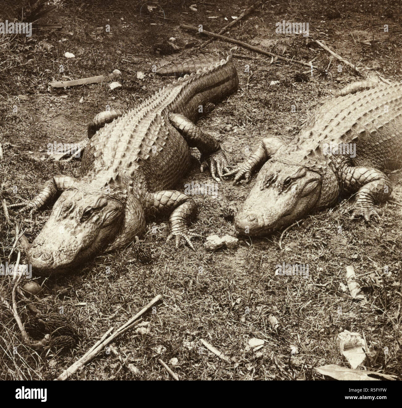 One of Florida's products - big alligators near Miami, U.S.A. 1906 Stock Photo