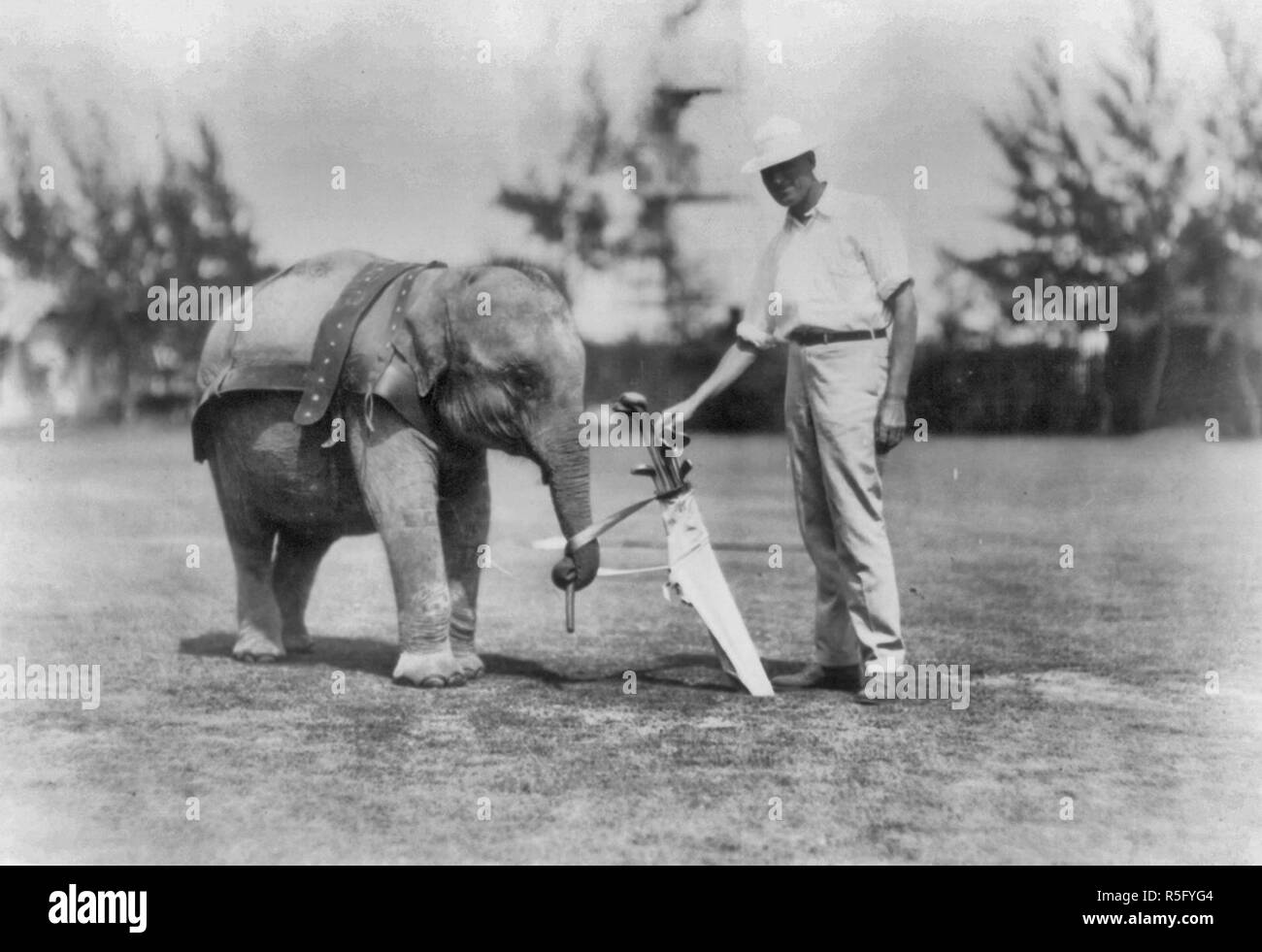 Elephant caddie on Miami, Florida, golf course, 1922 Stock Photo