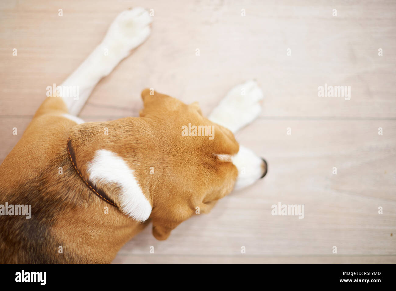 Dog sleeping on floor above top view with copy space Stock Photo Alamy