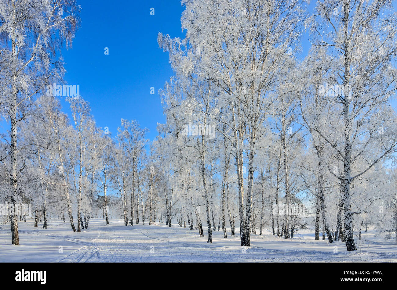 Beautiful winter landscape - birch trees with hoarfrost covered in sunbeams at sunny day - fairy tale of frosty winter nature Stock Photo