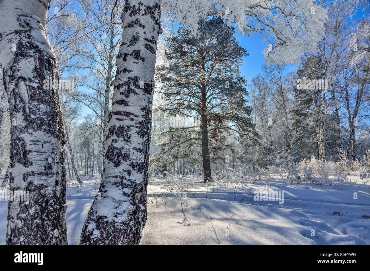 Winter forest with snow and hoarfrost covered at bright sunny weather and ski trace on a glittering snow surface - wonderfull winter landscape Stock Photo