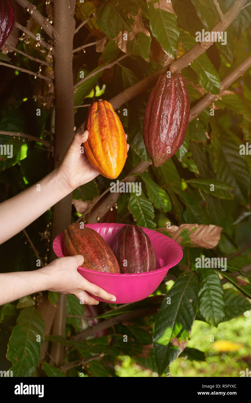 Picking up cacao pods in pink tray on plantation background Stock Photo