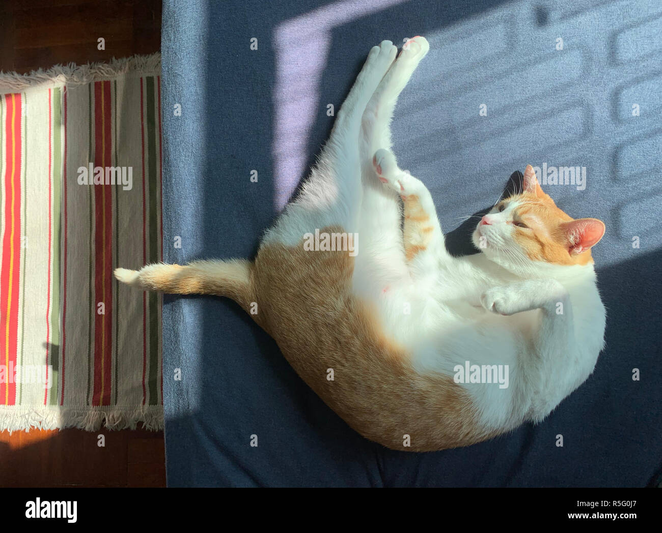ginger cat napping on bed Stock Photo