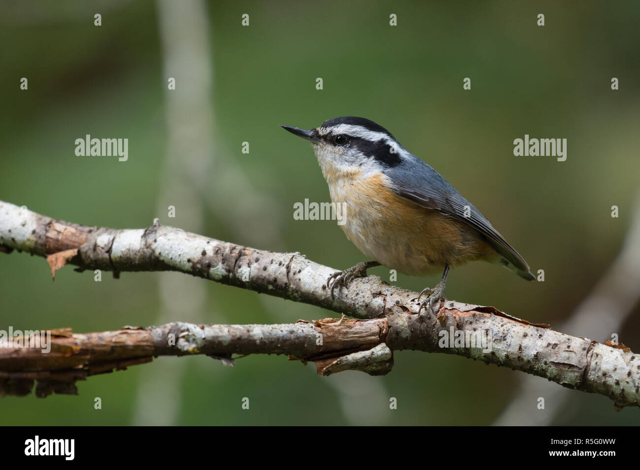 Red breasted woodpeckers hi-res stock photography and images - Alamy