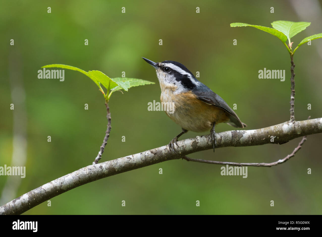 Red breasted woodpeckers hi-res stock photography and images - Alamy