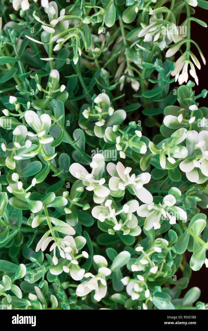 beautiful-small-white-flowers-background-stock-photo-alamy