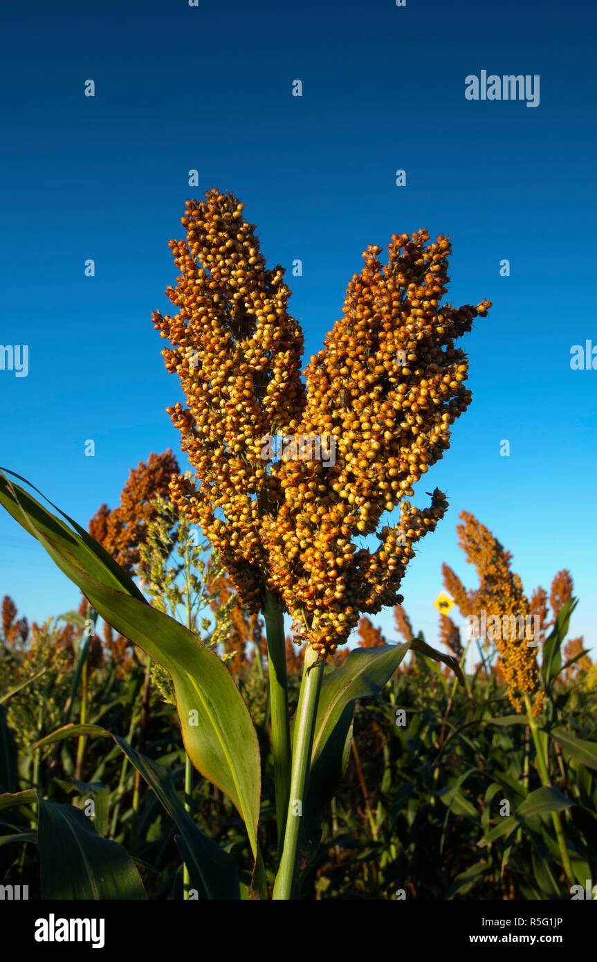 USA, Kansas, Garden City, Stalks Of Milo Or Grain Sorghum Seeds - Primarily Used For Feeding Livestock Stock Photo