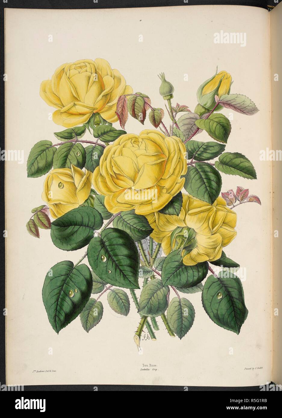 Rose â€˜Isabella Greyâ€™. Tea Rose. The Illustrated Bouquet, consisting of figures, with descriptions of new flowers. London, 1857-64. Source: 1823.c.13 plate 1. Author: Henderson, Edward George. Andrews, Jas. Stock Photo