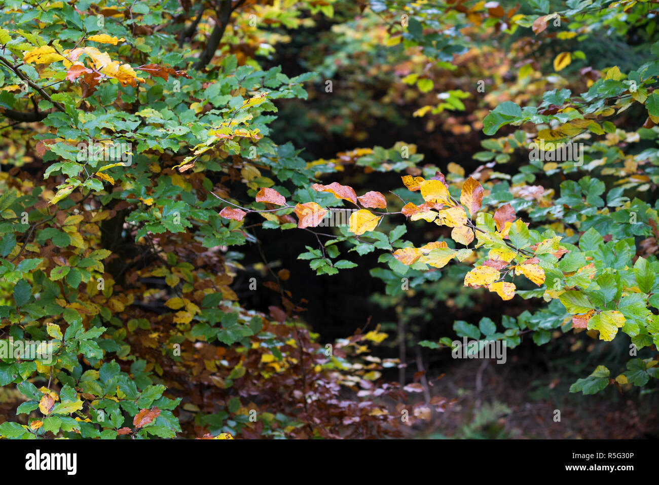 Beech tree branches leaves hi-res stock photography and images - Alamy