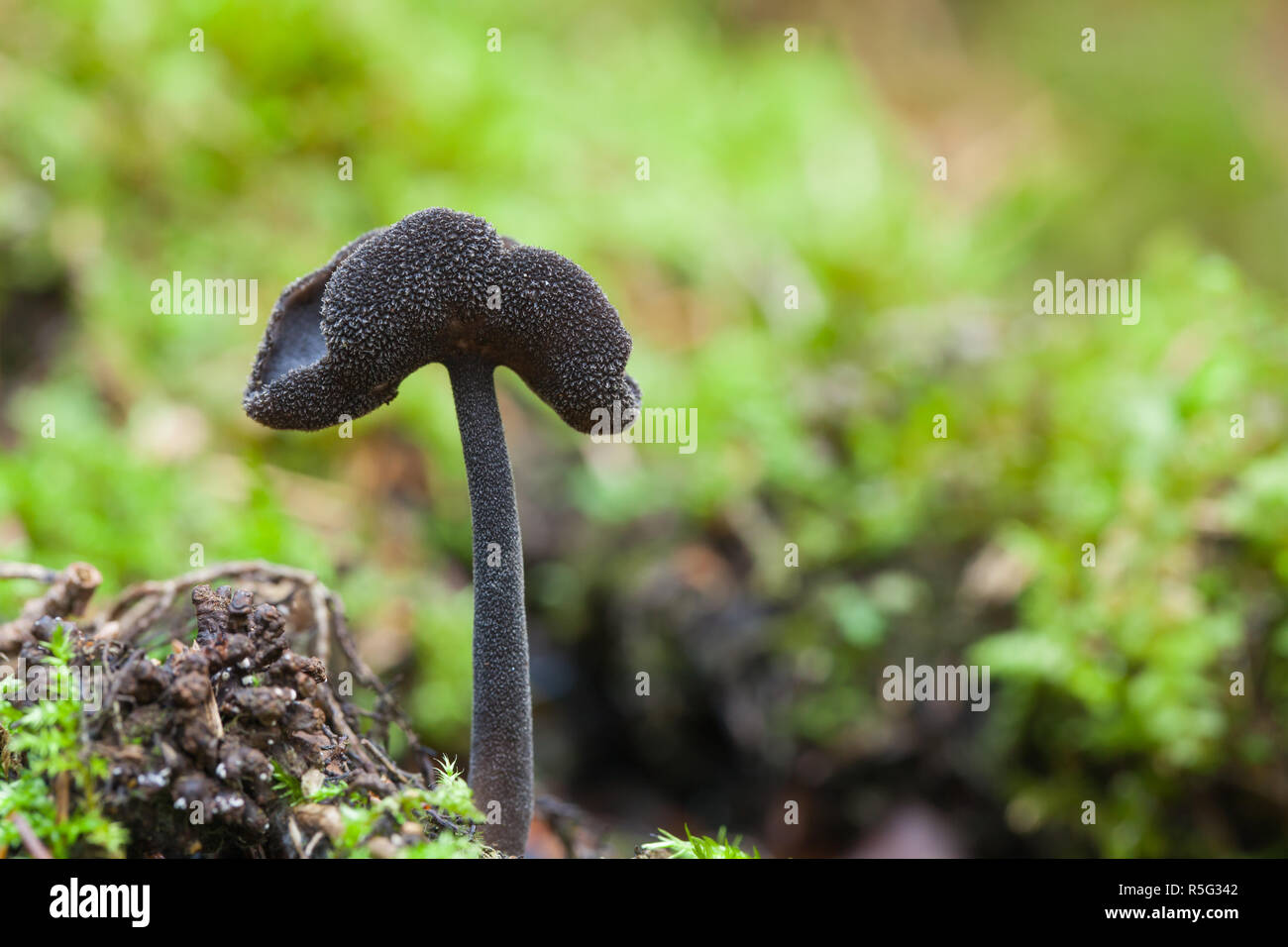 Black saddle fungus Stock Photo