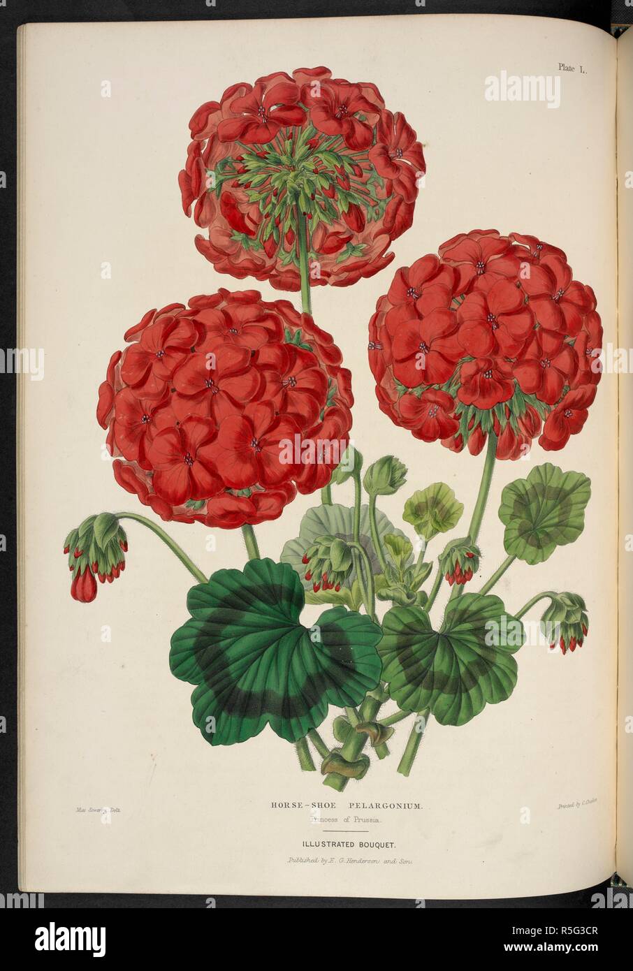 Pelargonium zonale: Princess of Prussia. Horse-shoe pelargonium. Princess of Prussia. The Illustrated Bouquet, consisting of figures, with descriptions of new flowers. London, 1857-64. Source: 1823.c.13 plate 50. Author: Henderson, Edward George. Sowerby, Miss. Stock Photo