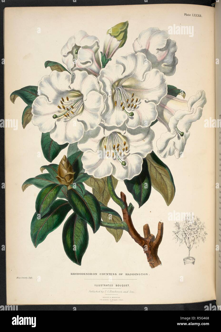 Rhododendron Countess of Haddington. The Illustrated Bouquet, consisting of figures, with descriptions of new flowers. London, 1857-64. Source: 1823.c.13 plate 82. Author: Henderson, Edward George. Sowerby, Miss. Stock Photo