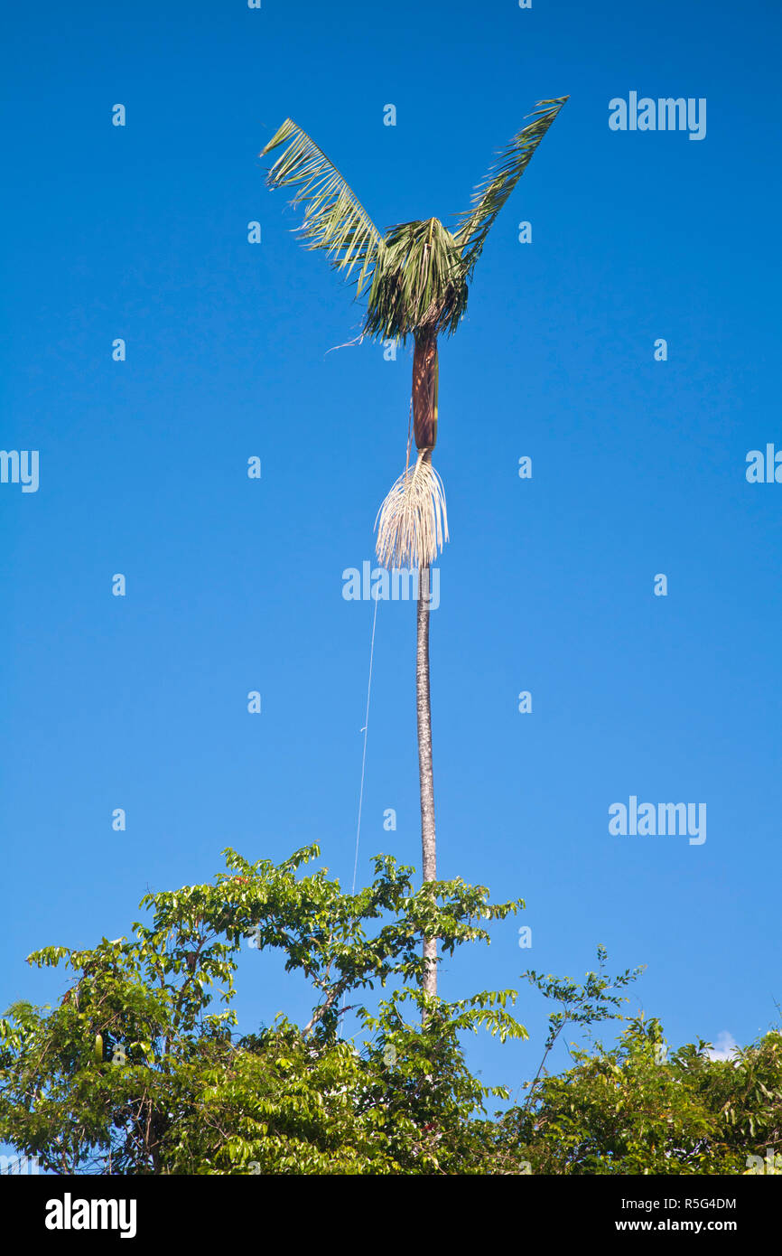 Venezuela, Delta Amacuro, Orinoco Delta, A trap in a palm tree to catch parrots and Macaws which are then sold to international markets Stock Photo