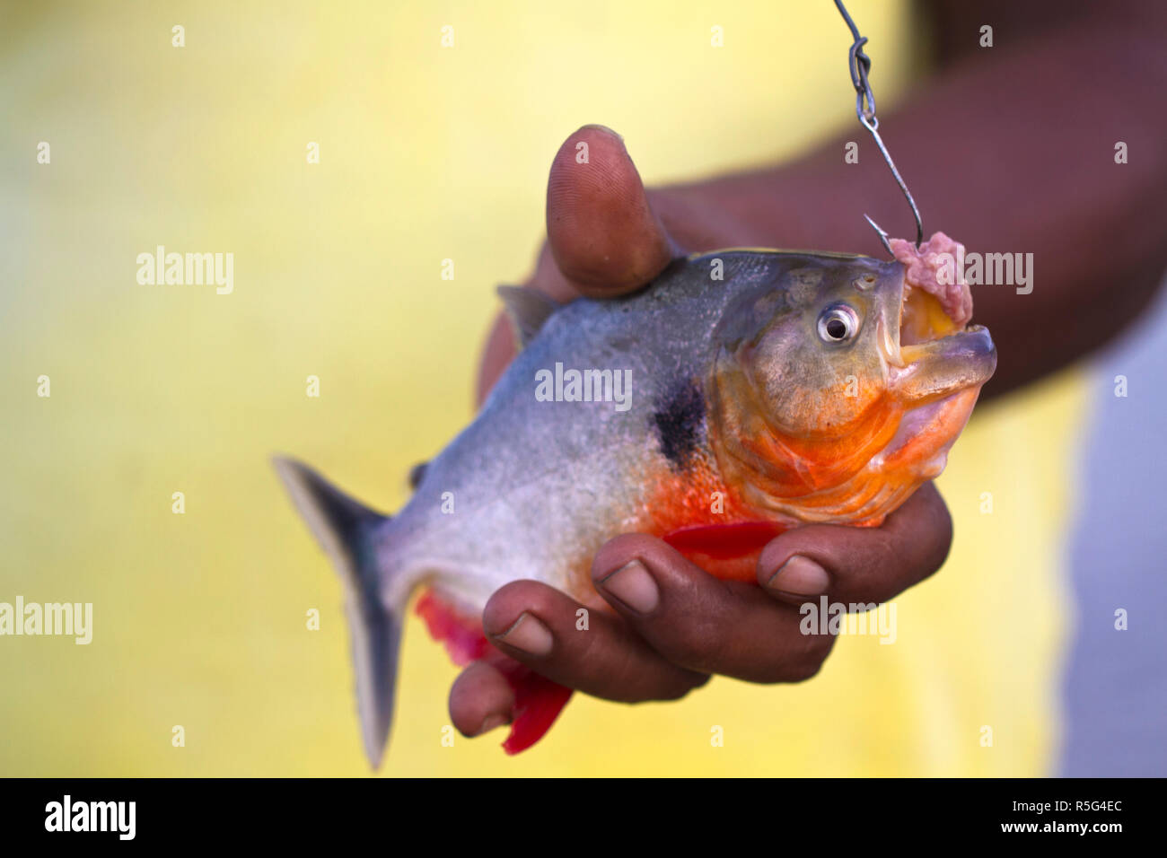 Venezuela, Delta Amacuro, Orinoco Delta, Warao man holding piranha fish Stock Photo