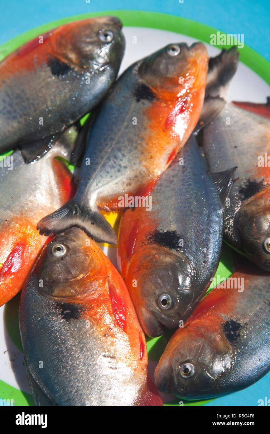 Venezuela, Delta Amacuro, Orinoco Delta, Piranha Fish Stock Photo