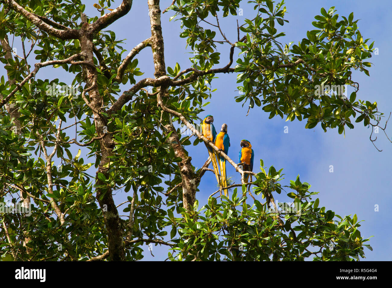 Venezuela, Delta Amacuro, Orinoco Delta, Yellow and Blue Macaws Stock Photo
