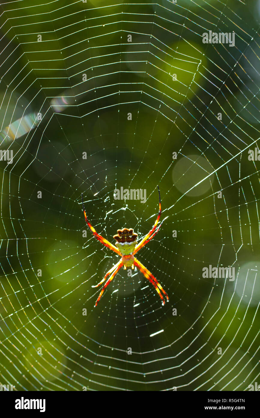 Venezuela, Guayana, Canaima National Park, Spider Stock Photo