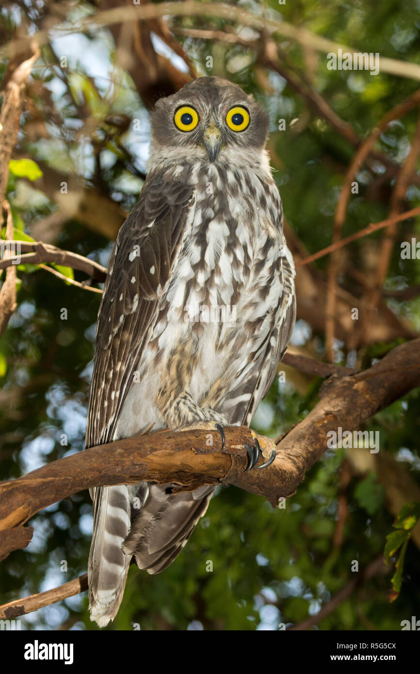 Australian native owl hires stock photography and images Alamy