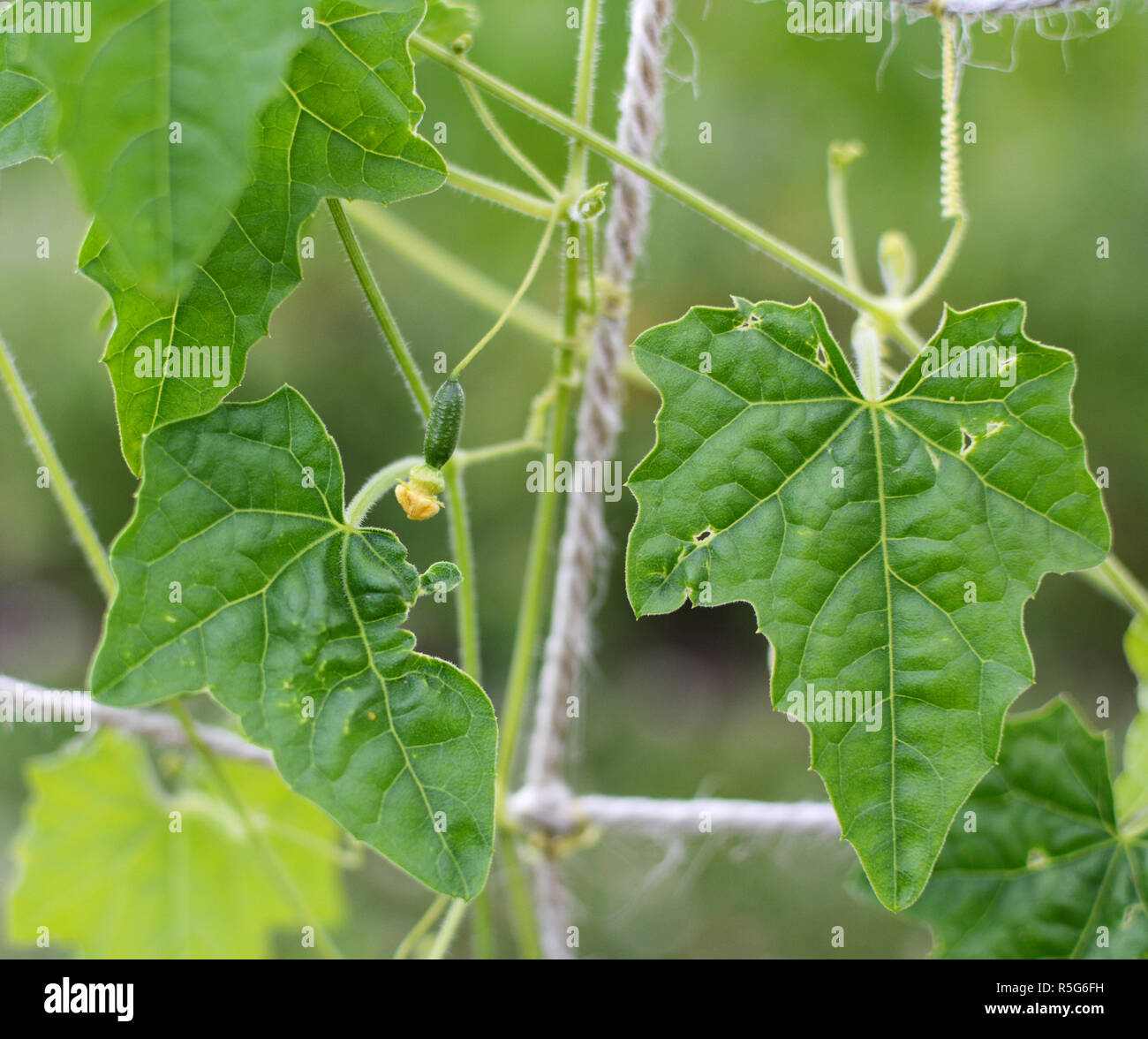 Small cucamelon with yellow flower among rich green leaves Stock Photo