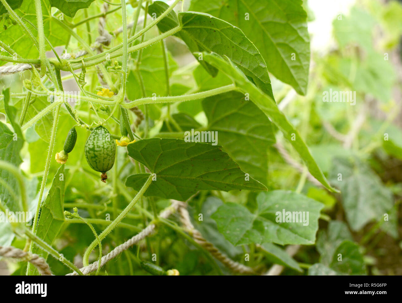 Growing cucamelon fruits hidden among lush foliage Stock Photo