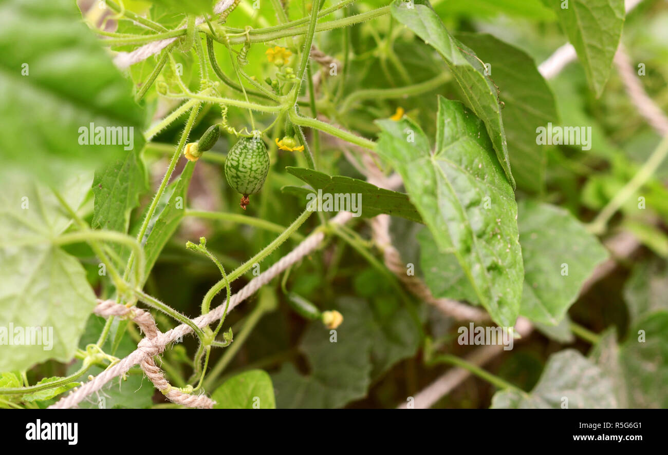 Leafy cucamelon vine with curly tendrils and developing fruits Stock Photo