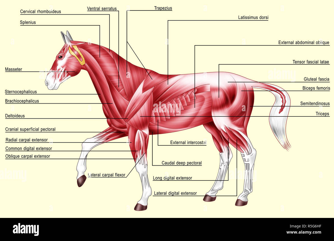 Horse Anatomy Illustration Hi res Stock Photography And Images Alamy horse-anatomy-illustration-hi-res-stock-photography-and-images-alamy