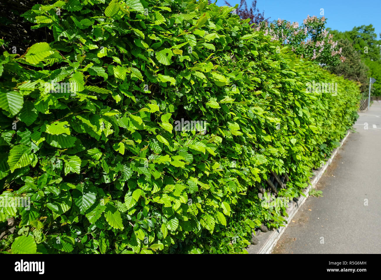 green hedge with hellebore plants in spring Stock Photo