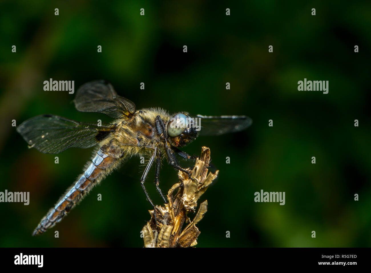 big blue arrow sits on a plant Stock Photo