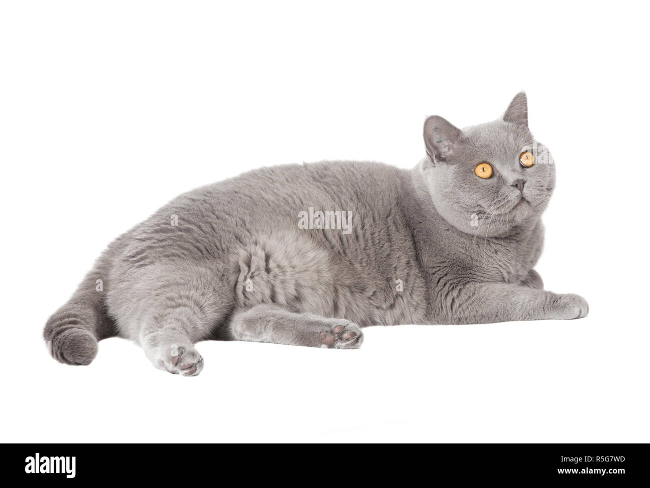 gray lying cat isolated Stock Photo - Alamy