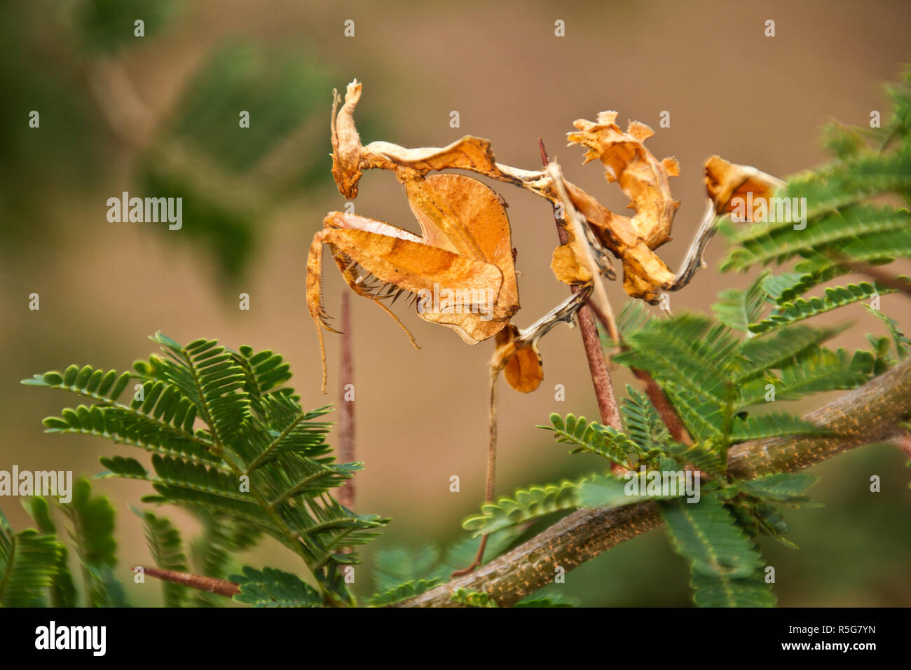 The male Dead Leaf Mantis is cryptic and more gracile than the robust female and has to very careful during courtship to avaoid becoming her next meal Stock Photo