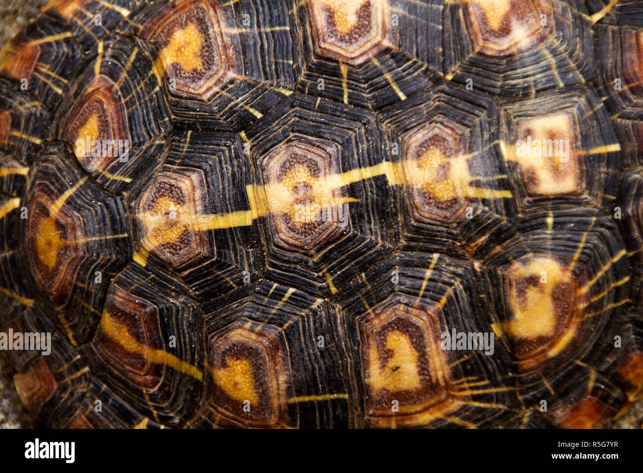 Detail of the carapace of the endangered and endemic Pancake Tortoise ...