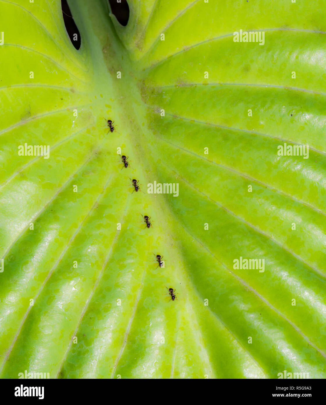 Ants on the green leaf of a hosta plant Stock Photo Alamy