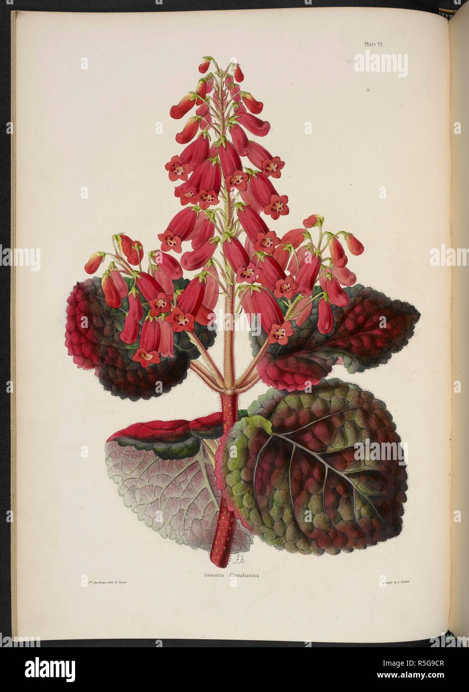 Gesnera (NÃ¦gelia) Cinnabarina. The Illustrated Bouquet, consisting of figures, with descriptions of new flowers. London, 1857-64. Source: 1823.c.13 plate 6. Author: Henderson, Edward George. Andrews, Jas. Stock Photo